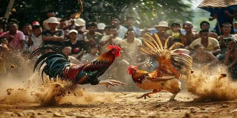 Đá gà Pkbet - Nền tảng cá cược uy tín