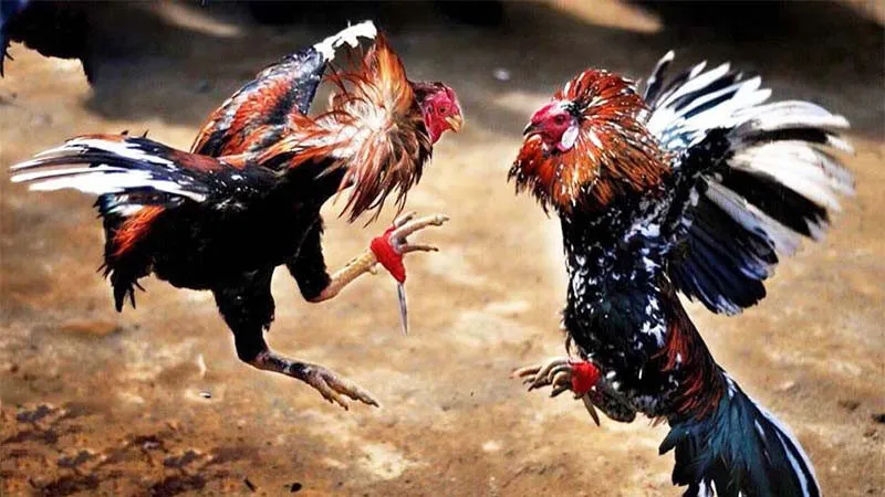 Lịch sử và nguồn gốc của đá gà